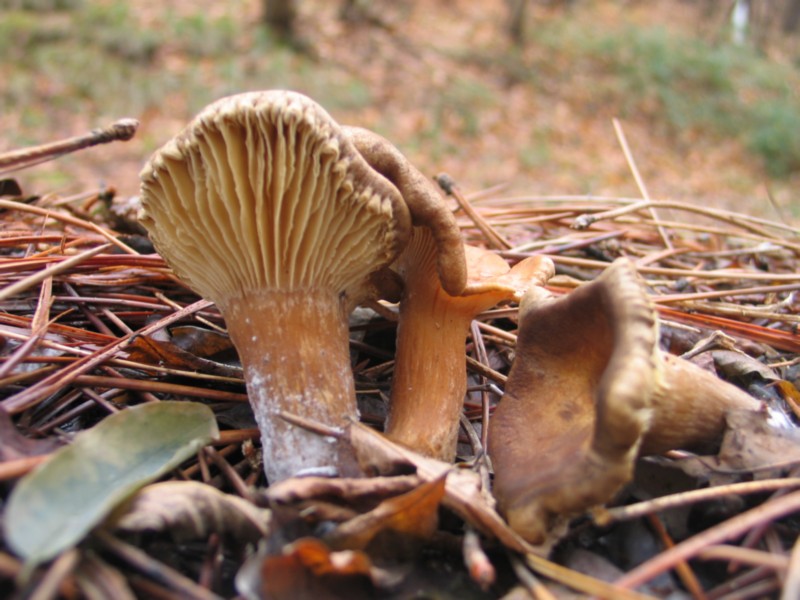 strana clitocybe